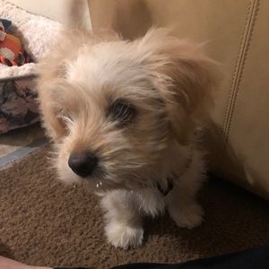 Meet your Posher, Charie